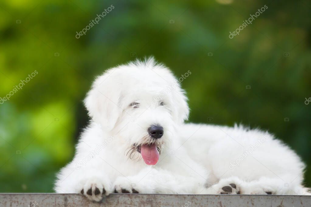 close up view of cute white dog