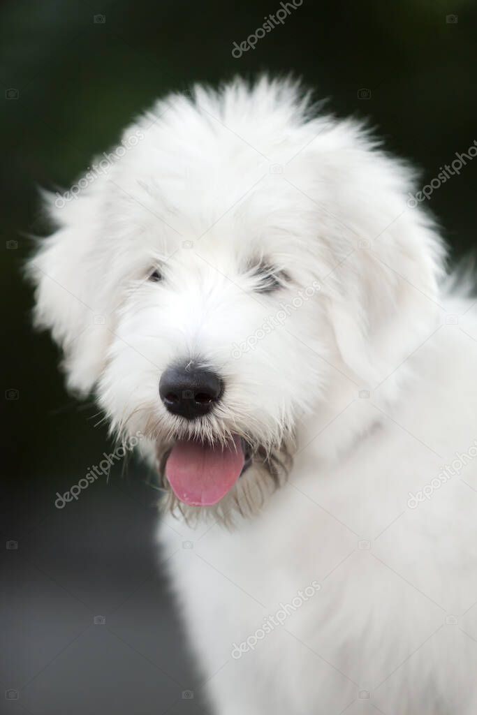close up view of cute white dog