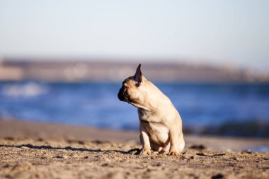 Deniz kıyısında buldog.
