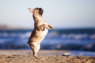 Deniz kıyısında buldog.