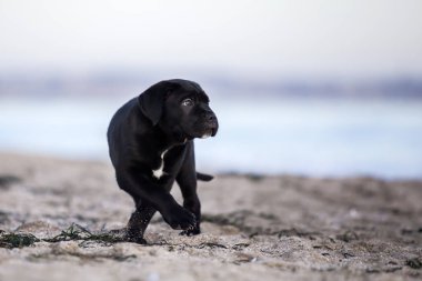 Baston Corso sahilde köpek yavrusu