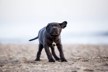 Baston Corso sahilde köpek yavrusu