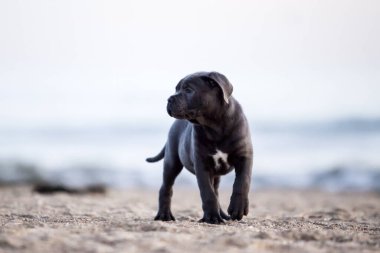 Baston Corso sahilde köpek yavrusu