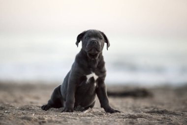 Şirin Puppy Cane Corso açık havada