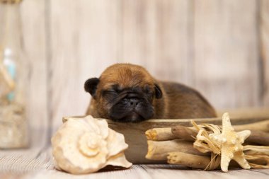 Şirin köpek yavrusu ev portresi.