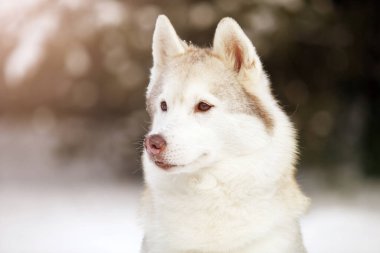 Kış parkında güzel, güçlü bir köpek.
