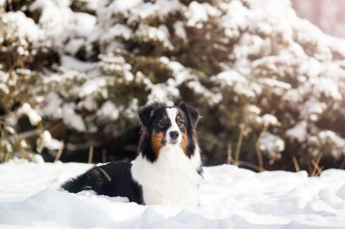 Avustralya çobanı kış parkında