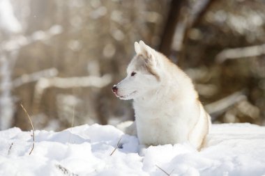 Kış parkında güzel, güçlü bir köpek.