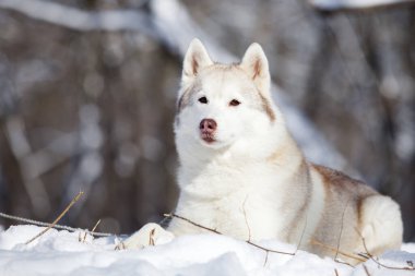 Kış parkında güzel, güçlü bir köpek.