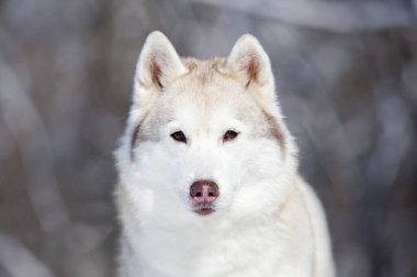 Kış parkında güzel, güçlü bir köpek.