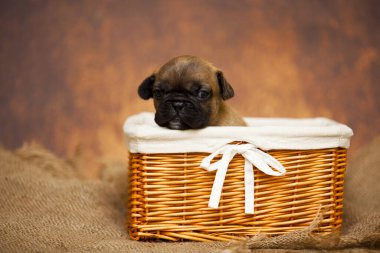 Hasır sepetteki sevimli köpek yavrusu.