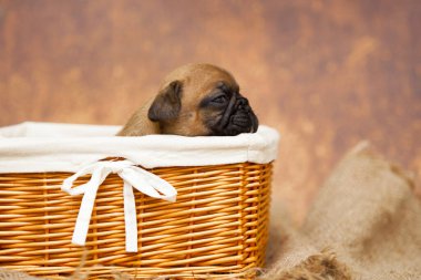 Hasır sepetteki sevimli köpek yavrusu.