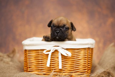 Hasır sepetteki sevimli köpek yavrusu.