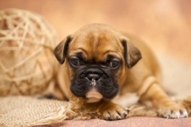 Şirin köpek yavrusunun kapalı bir portresi 