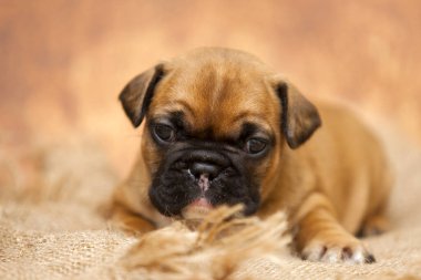 Şirin köpek yavrusunun kapalı bir portresi 