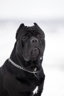 Corso bastonunun açık hava portresini kapat. 