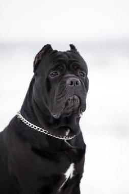 Corso bastonunun açık hava portresini kapat. 