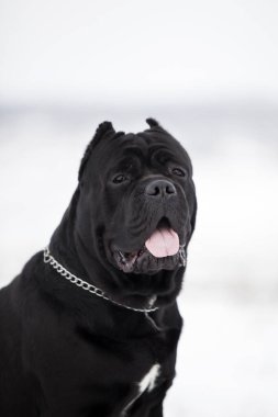 Corso bastonunun açık hava portresini kapat. 