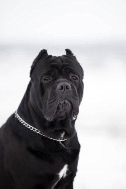 Corso bastonunun açık hava portresini kapat. 