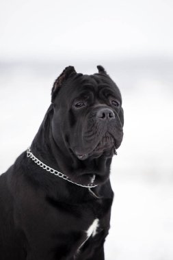 Corso bastonunun açık hava portresini kapat. 