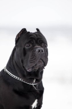 Corso bastonunun açık hava portresini kapat. 