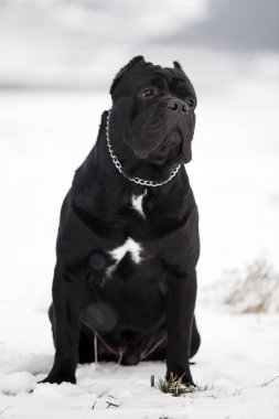 Corso bastonunun açık hava portresini kapat. 