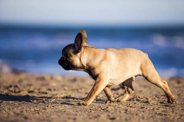 Niedliche Französische Bulldogge Welpen Freien — Stockfoto