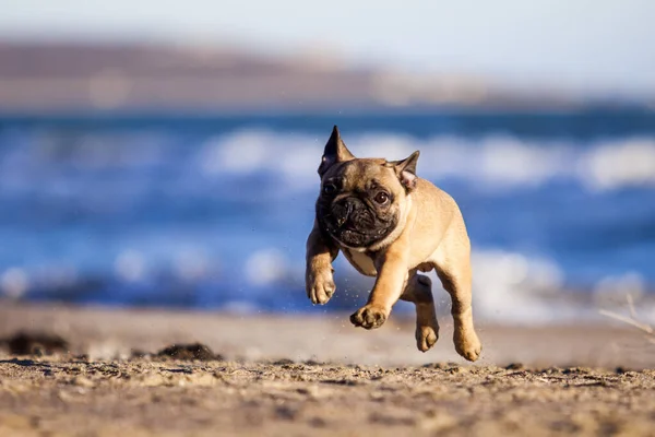 Französische Bulldogge Meeresufer — Stockfoto