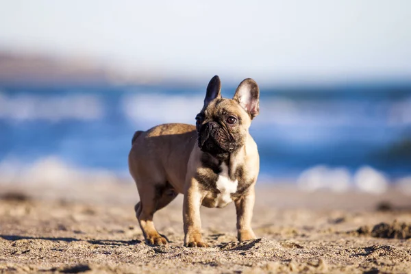 Bulldog Francés Orilla Del Mar —  Fotos de Stock