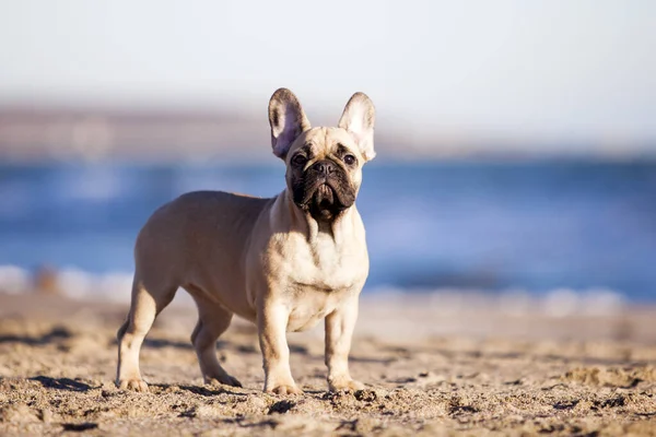 Bulldog Francés Orilla Del Mar —  Fotos de Stock