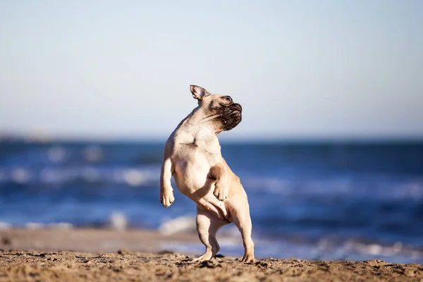 Französische Bulldogge Meeresufer — Stockfoto