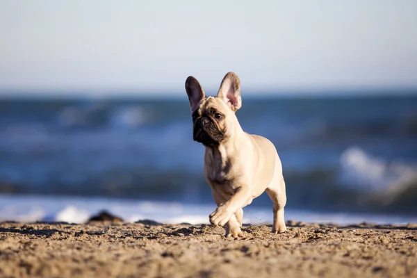 Bulldog Francês Costa Mar — Fotografia de Stock