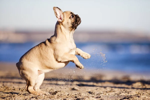 Französische Bulldogge Meeresufer — Stockfoto