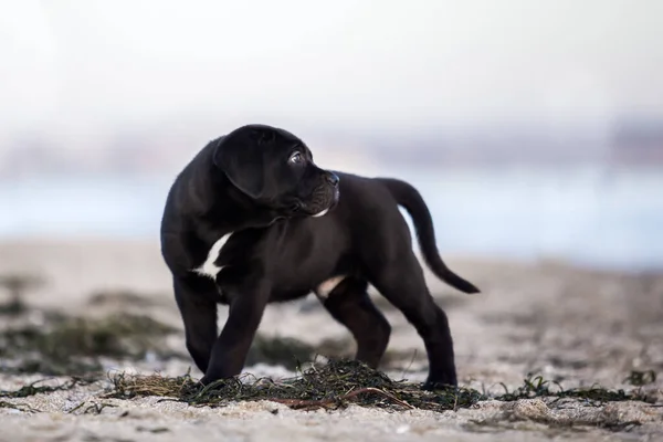 Cane Corso Puppy Het Strand — Stockfoto