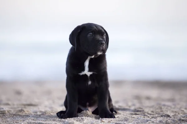 Cane Corso Puppy Het Strand — Stockfoto