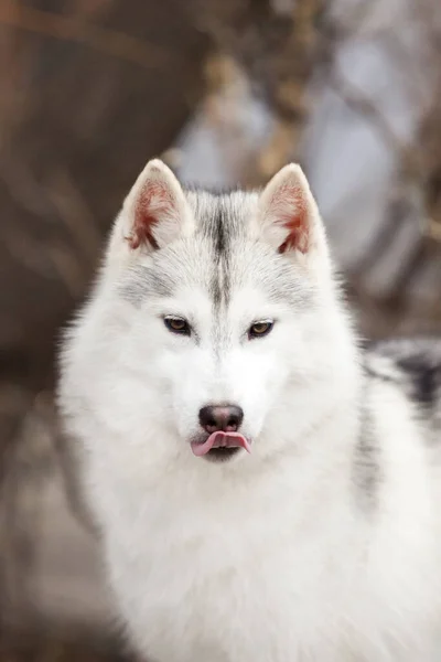 Husky Nahaufnahme Porträt — Stockfoto