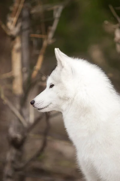 Husky Ritratto Vicino — Foto Stock