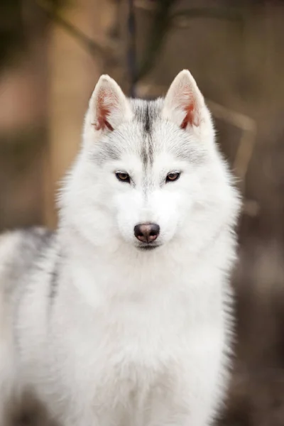 Husky Zbliżenie Portret — Zdjęcie stockowe