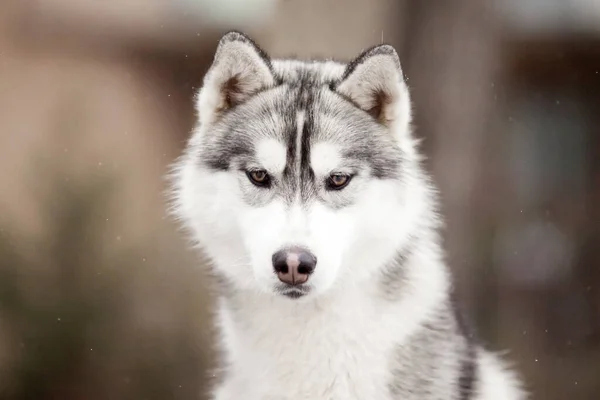 Perro Siberiano Husky Retrato Animal — Foto de Stock