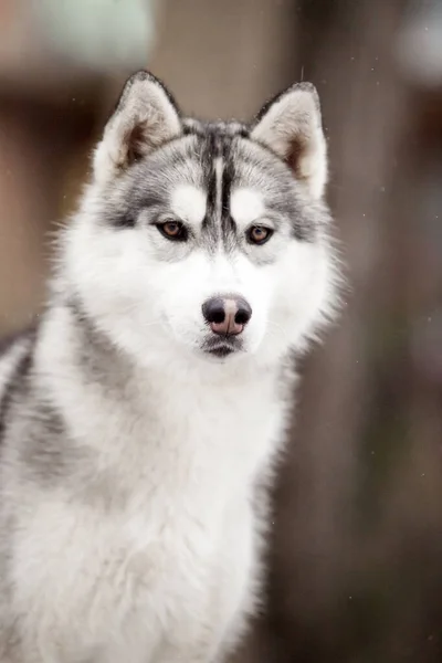 Hund Sibirisk Husky Djur Porträtt — Stockfoto