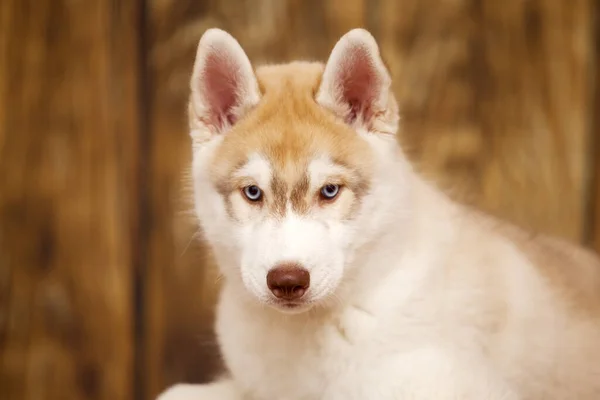 Beltéri Portré Aranyos Szibériai Husky — Stock Fotó