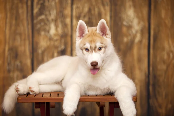 Retrato Interior Bonito Siberiano Husky — Fotografia de Stock