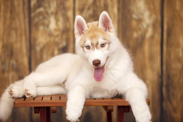 Innenporträt Des Niedlichen Sibirischen Huskys — Stockfoto