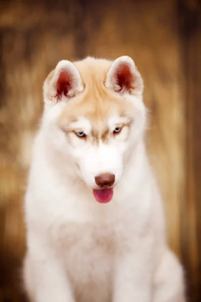 Adorabile Husky Cucciolo Ritratto Coperto — Foto Stock