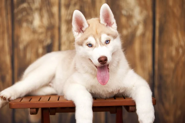 Adorável Husky Filhote Cachorro Interior Retrato — Fotografia de Stock