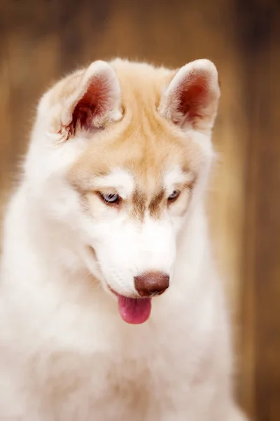 Adorable Husky Puppy Indoor Portrait — Stock Photo, Image