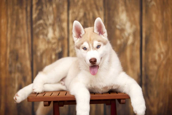 Bonito Husky Filhote Cachorro Fundo Madeira — Fotografia de Stock