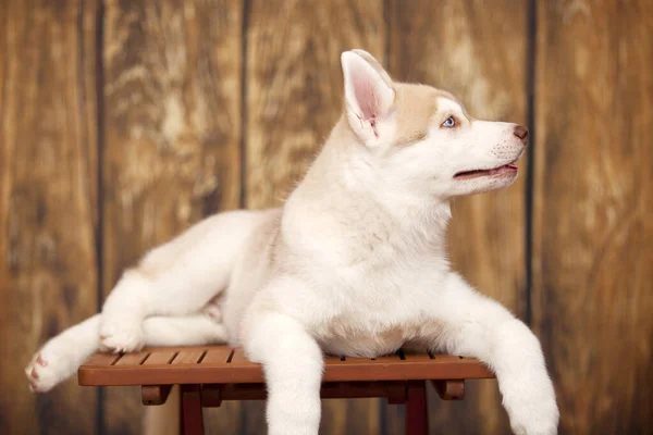 Bonito Husky Filhote Cachorro Fundo Madeira — Fotografia de Stock