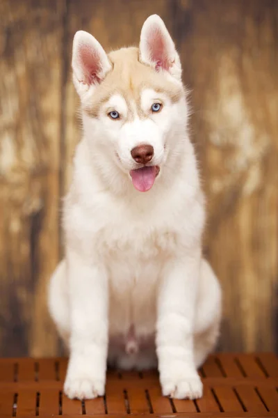 Lindo Cachorro Husky Sobre Fondo Madera — Foto de Stock