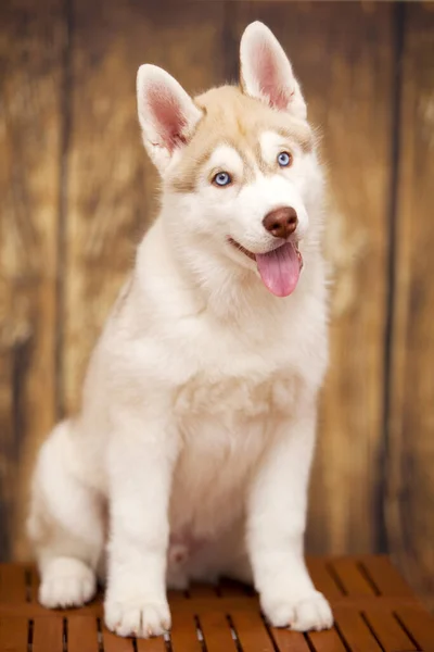 Lindo Cachorro Husky Sobre Fondo Madera — Foto de Stock